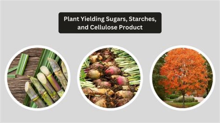 A sugar substitute derived from a starchy vegetable, high-fructose ____ _____ Word Craze Answer