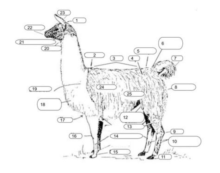 Alpaca Anatomy Quiz