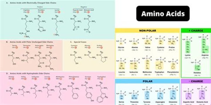 Amino Acids: Quiz & Flashcards – Andrey Solovyev