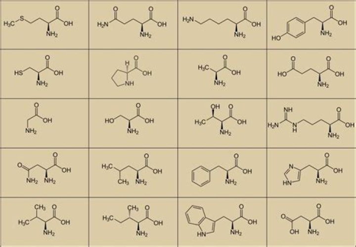 Amino Acids Quiz