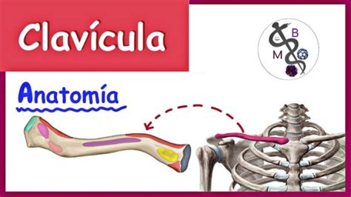 [ANATOMIA - OSSOS - CLAVÍCULA] Quiz