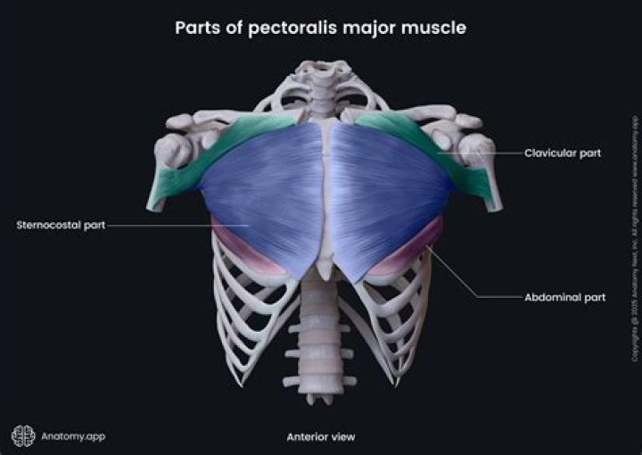 As 511 - Bones of Pectoral/Thoracic Limb