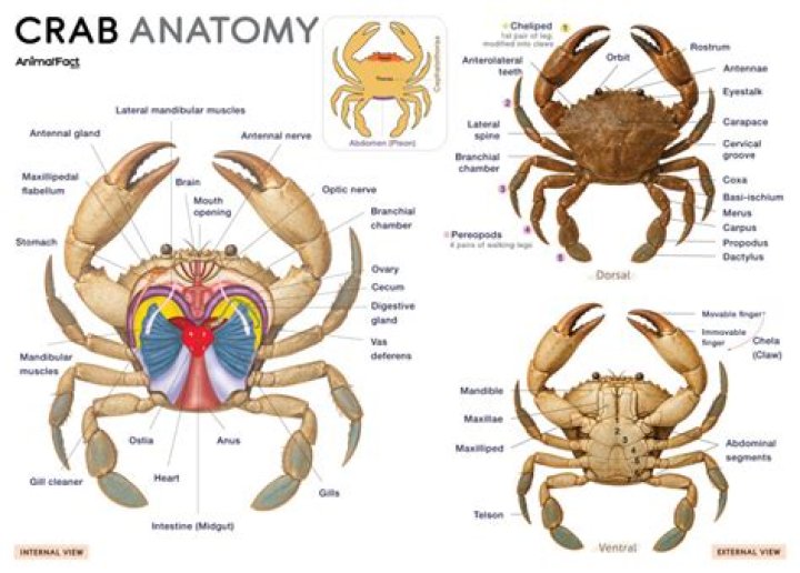 Blue Crab External Anatomy — Printable Worksheet