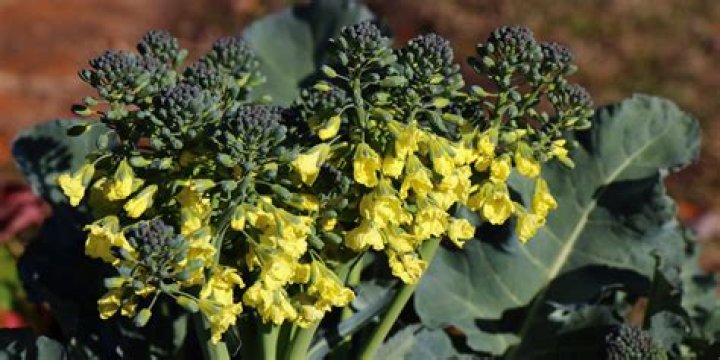 Broccoli cousins with edible heads Word Hike – Answers