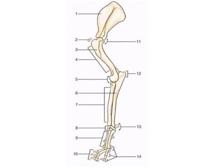 Canine Forelimb Quiz