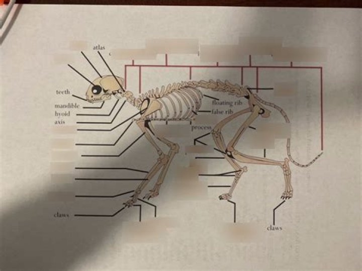 cat skeleton anatomy Quiz