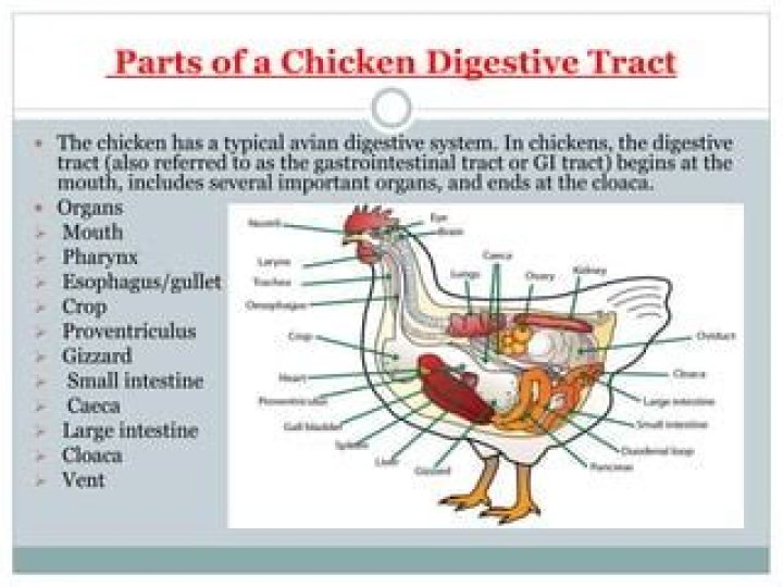 Chickens Digestive Tract Diagram Quiz