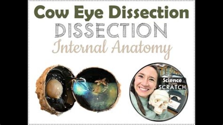 Cow Eye Labeling Quiz