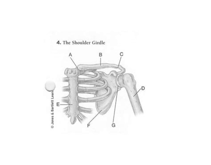 EMT Human Anatomy — Playlist