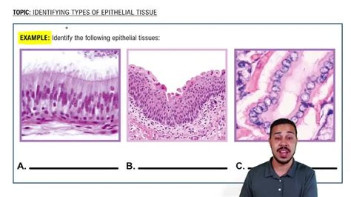 Epithelial Tissue Microscope Slides — Quiz Statistics