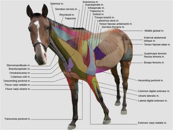 External Horse Anatomy Quiz