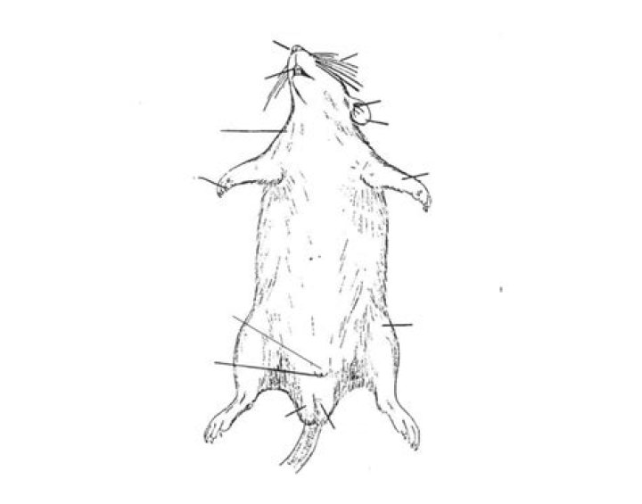 External Rat Dissection Quiz