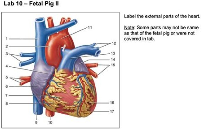 Fetal Pig Heart Quiz