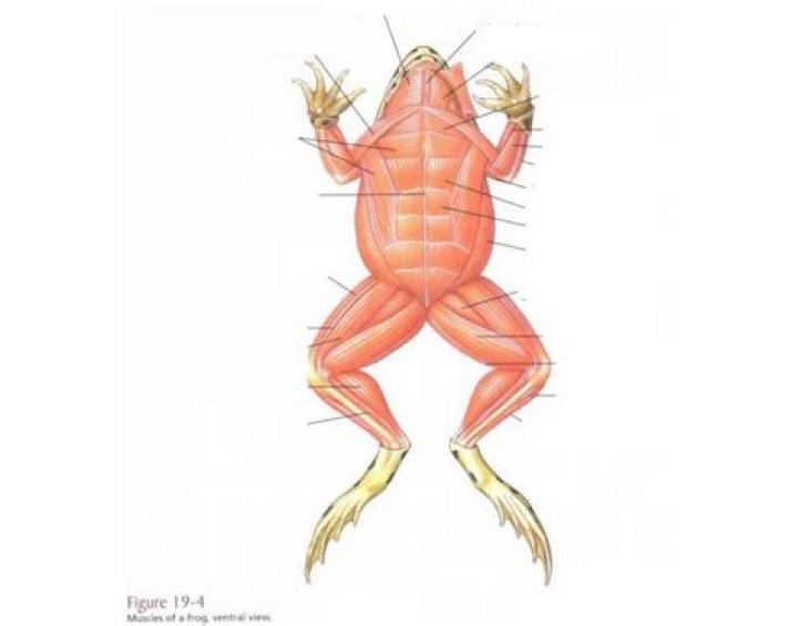 Frog Muscle ID Ventral Quiz