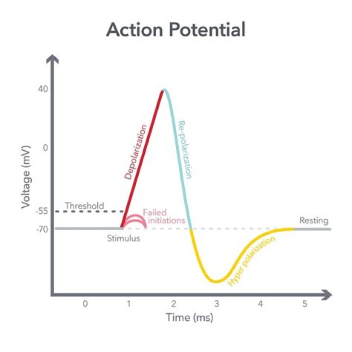 Graph of the Action Potential (gate action) — Printable Worksheet