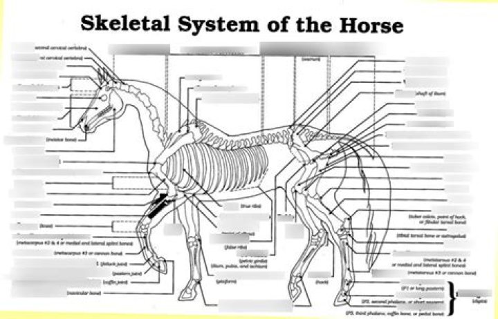 Horse Skeletal Anatomy — Printable Worksheet