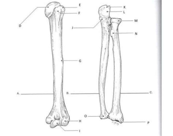 Humerus, Radius, and Ulna Diagram Labeling Quiz