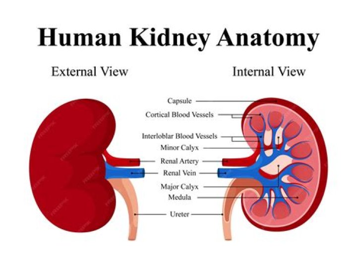 Internal Anatomy of the Kidney Quiz