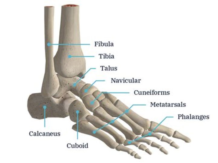 Label the bones of the foot and ankle Quiz