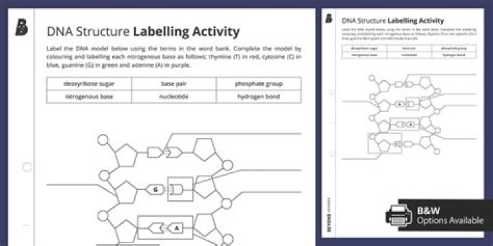 Label the DNA! Quiz