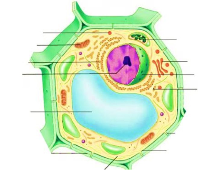 Label the Eukaryotic Cell Quiz