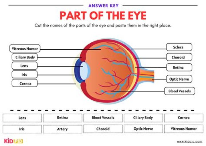 Label the Eye Quiz