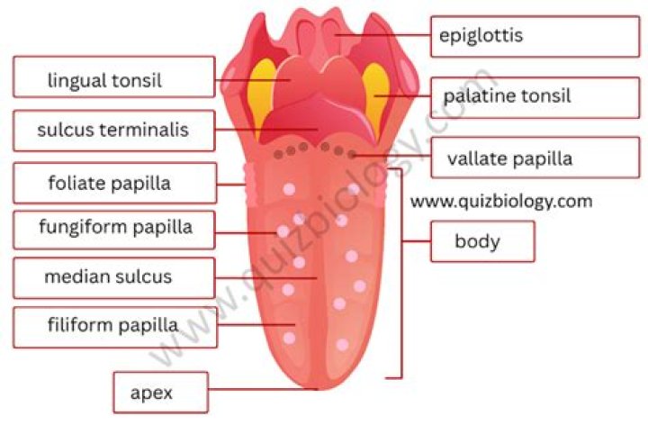 label the tongue Quiz