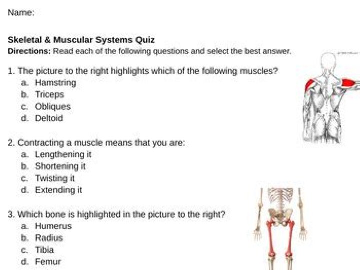Major Muscle Actions Quiz
