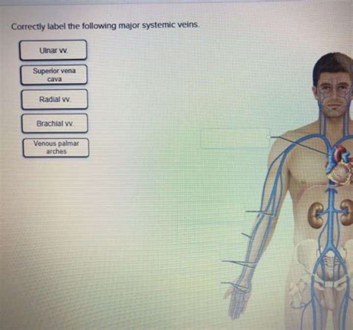 Major systemic veins pt 1 Quiz