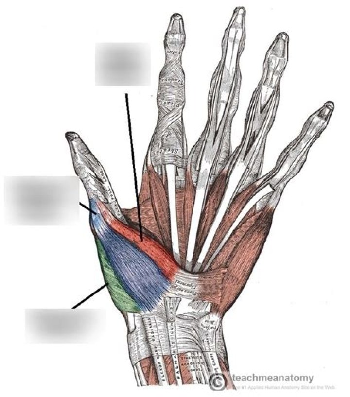 Muscles Of the Hand Quiz