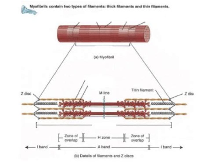 Myofibril Anatomy Quiz