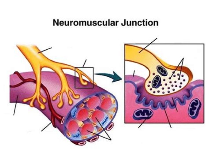 Neuromuscular Junction Quiz