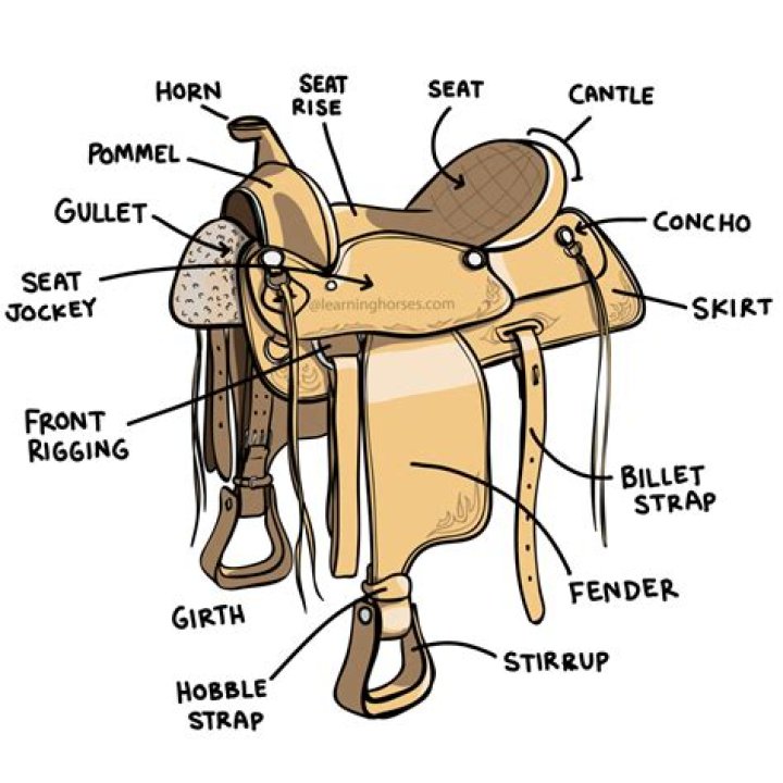 Parts of the Saddle - Horse