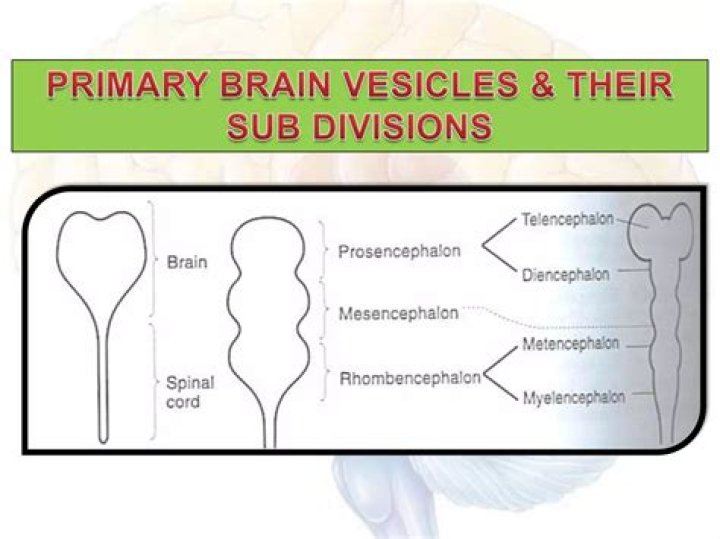 Primary brain vesicles Quiz