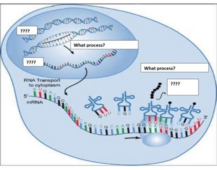 Protein Synthesis Labeling Quiz