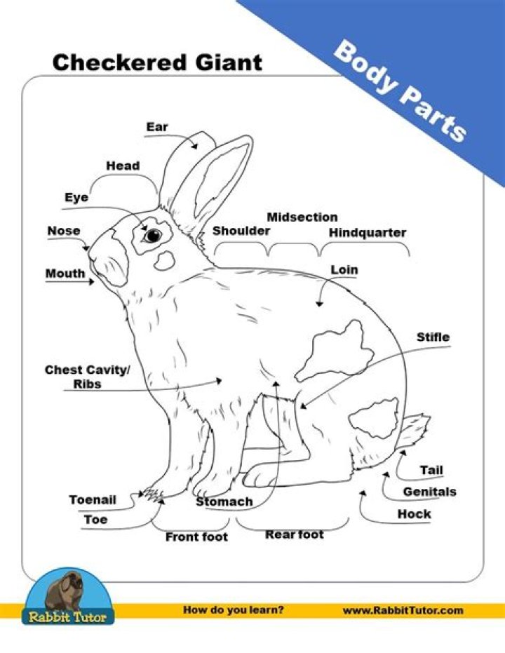 Rabbit body parts Quiz