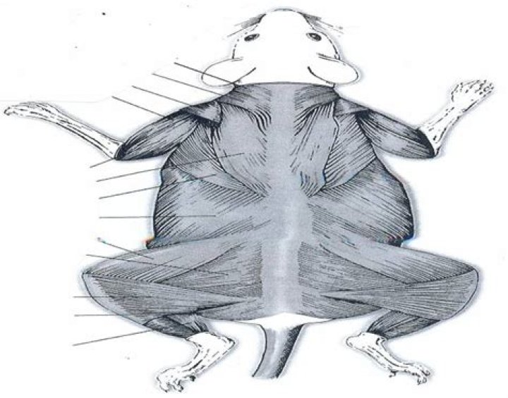 Rat Muscles Dorsal Quiz