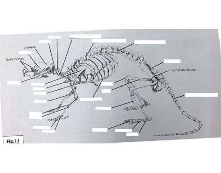 Rat Skeleton Quiz