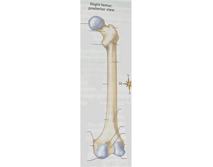 Right Femur, Posterior View Quiz