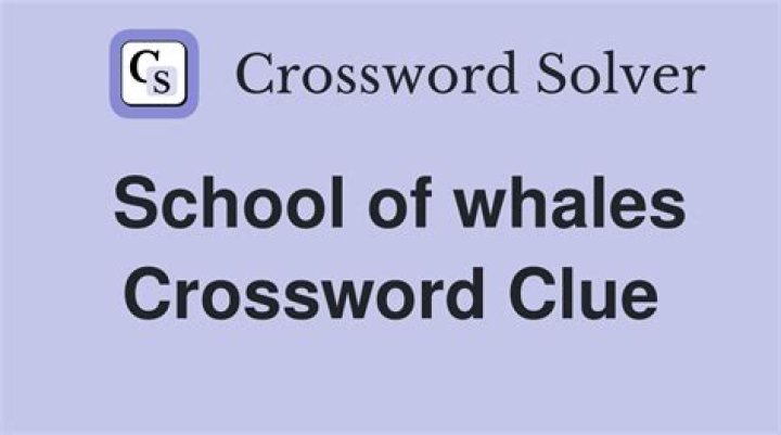School of whales Crossword Clue
