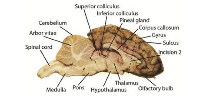 Sheep Brain Anatomy Quiz