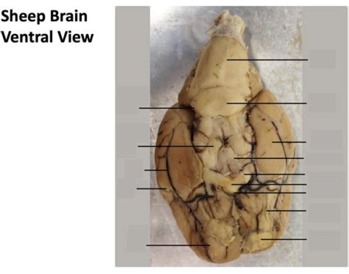 Sheep Brain- Ventral View Quiz