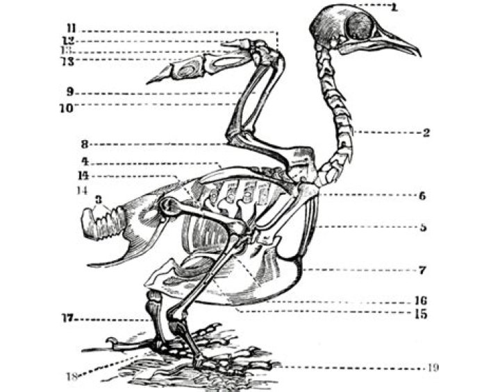 Skeletal System - Fowl/Hen Skeleton Quiz