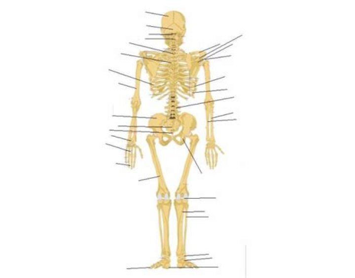 skeletal system posterior view Quiz