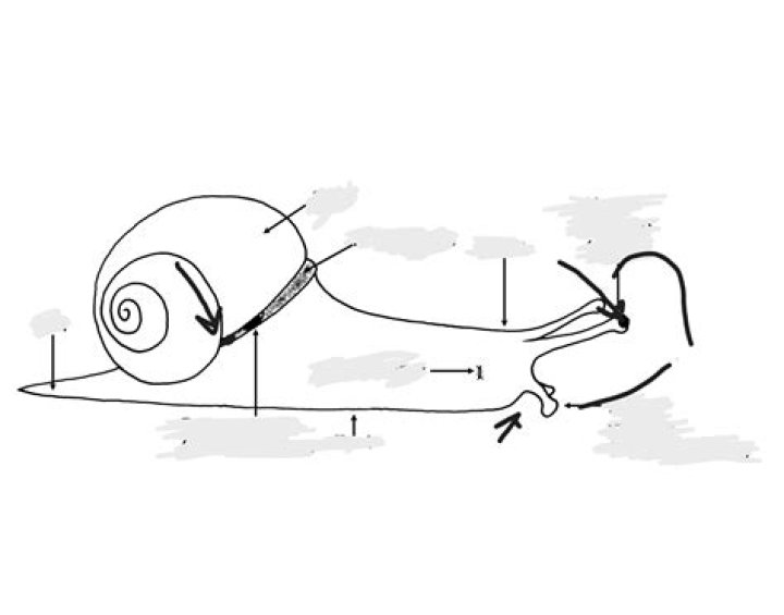 Snail Anatomy Quiz