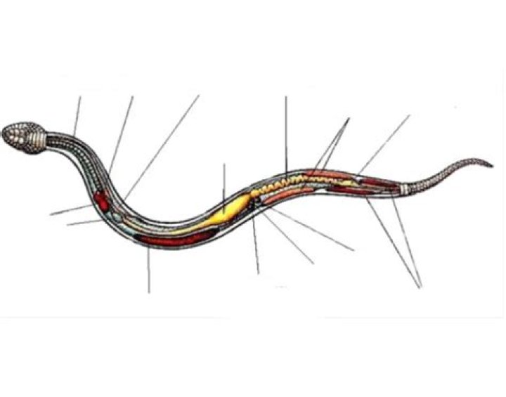 snake internal anatomy Quiz