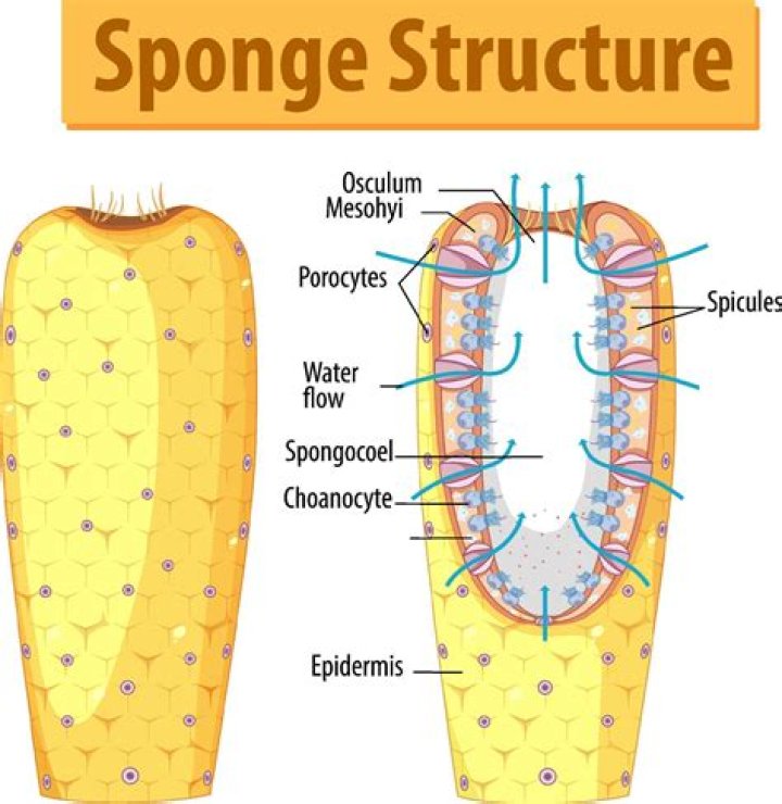 Sponge Diagram — Quiz Statistics