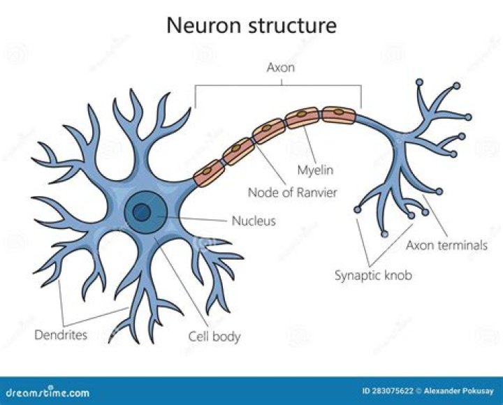 Structure of a neuron Quiz