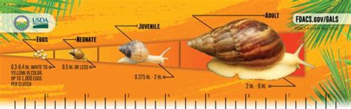 Super Snail - How or where do I use lottery tickets?