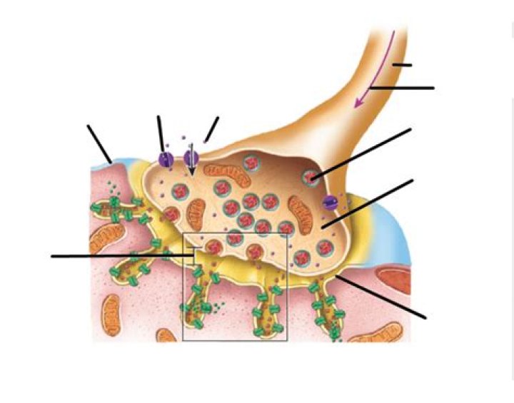Synaptic end Bulb and Motor end Plate Quiz